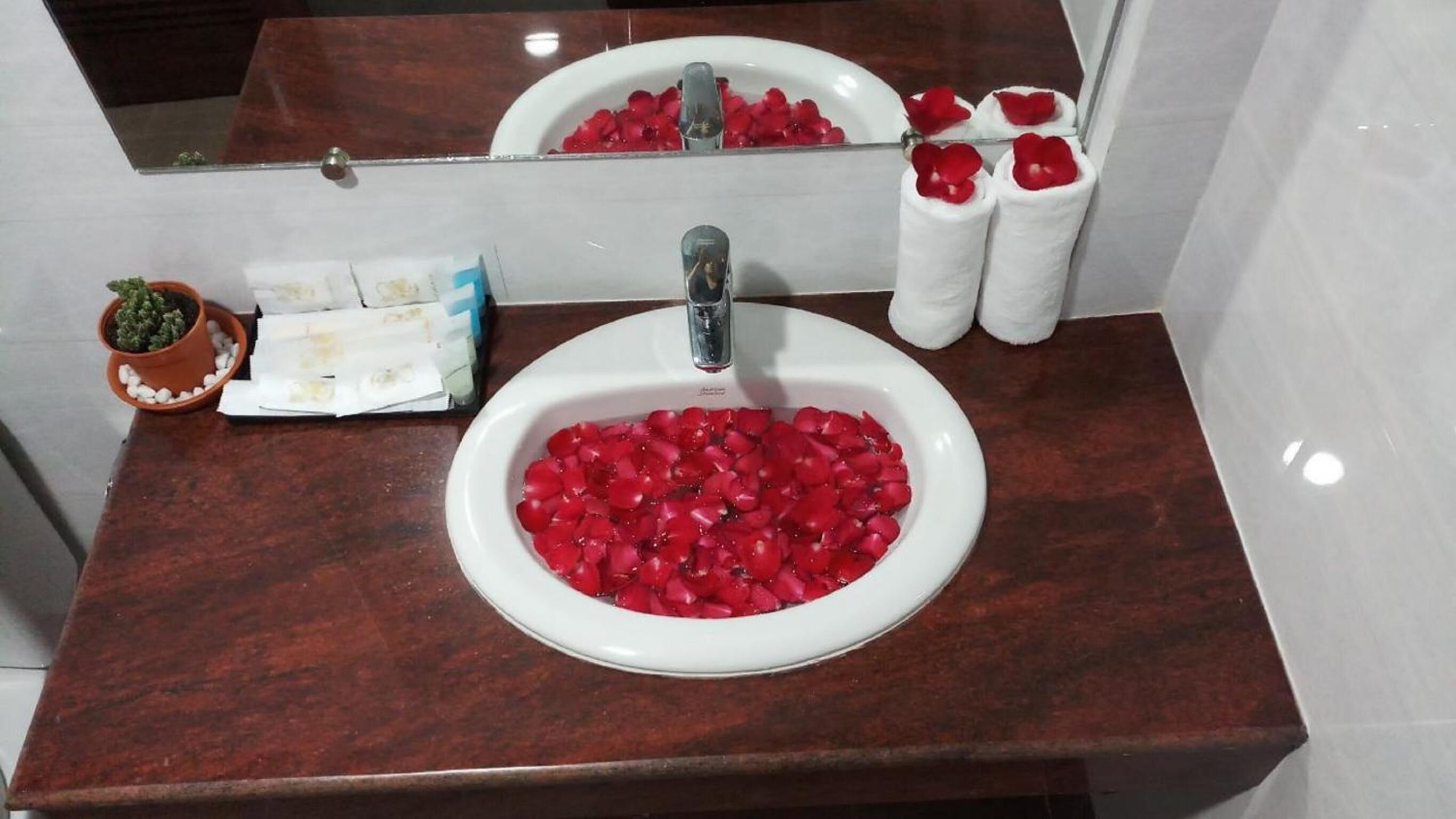 A bathroom sink with a white basin filled with red rose petals, a small potted plant, and a tissue box.