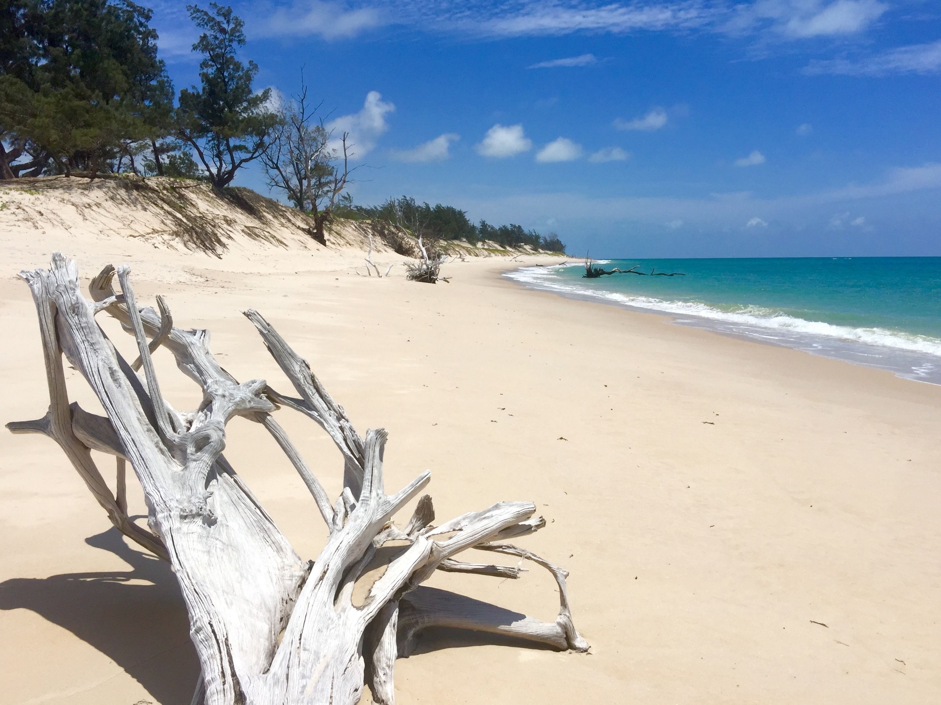 A sandy beach with driftwood and sparse vegetation.