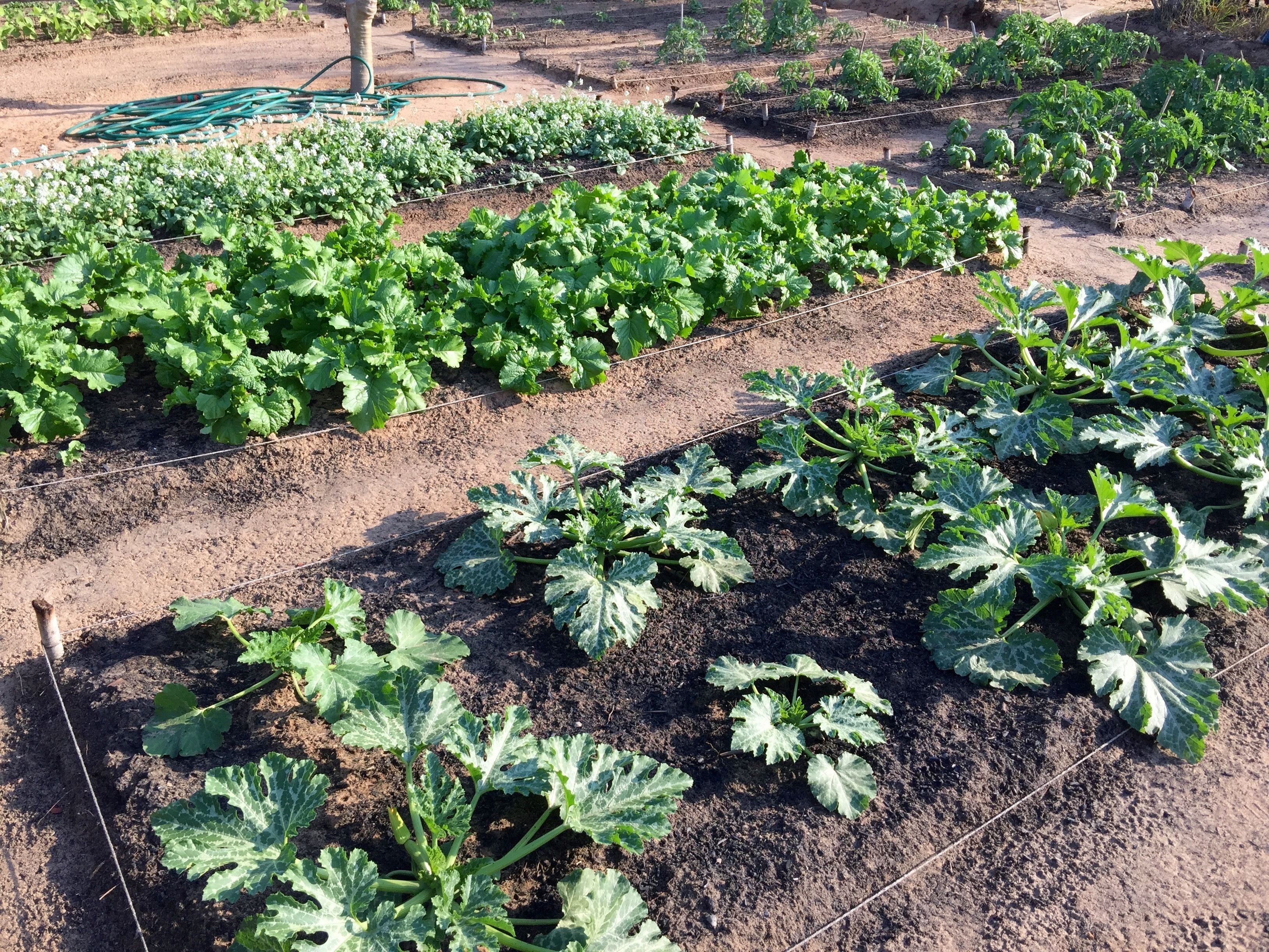 A vegetable garden with rows of leafy greens and squash plants.