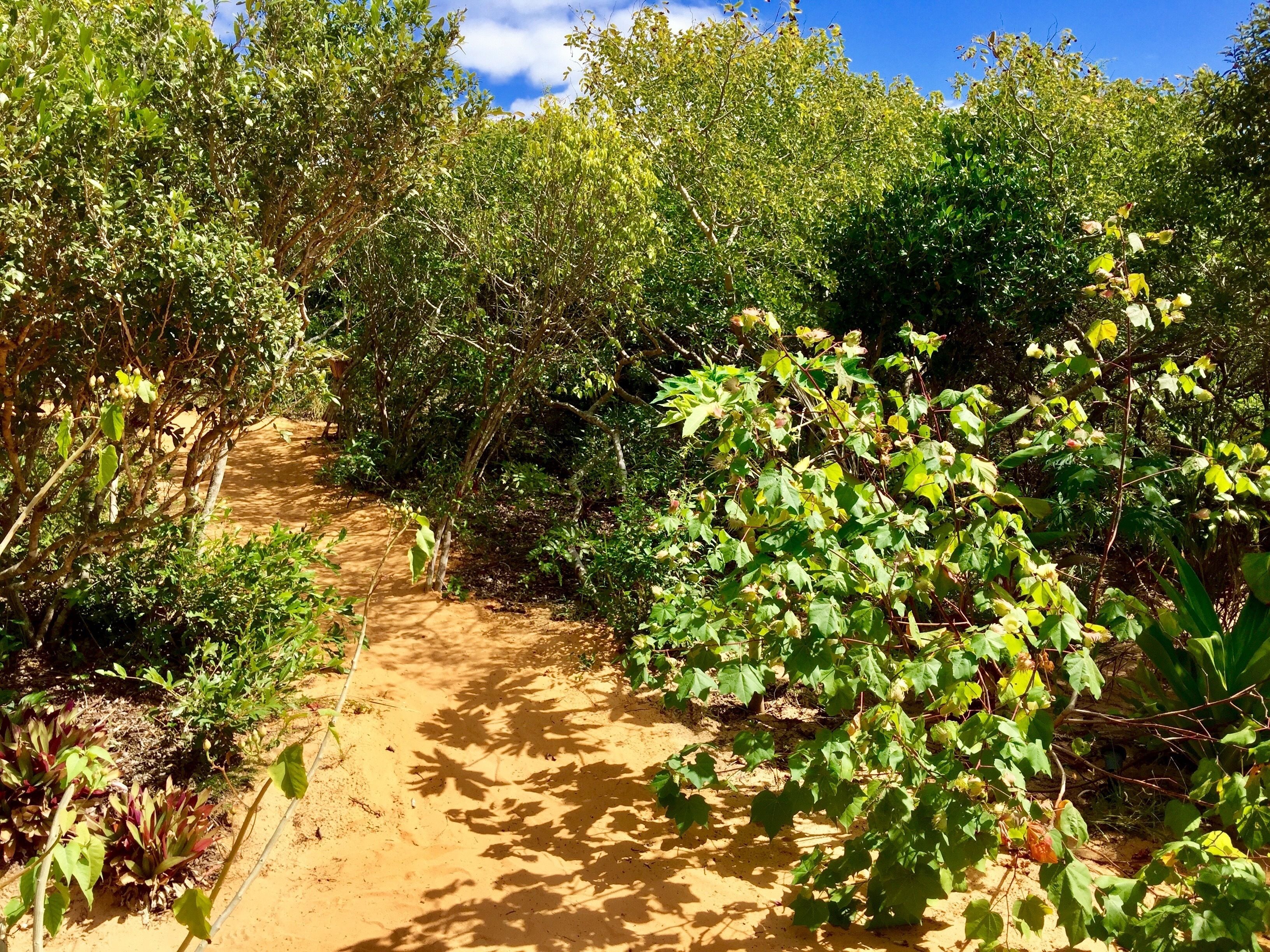 A dirt path surrounded by dense greenery and trees.