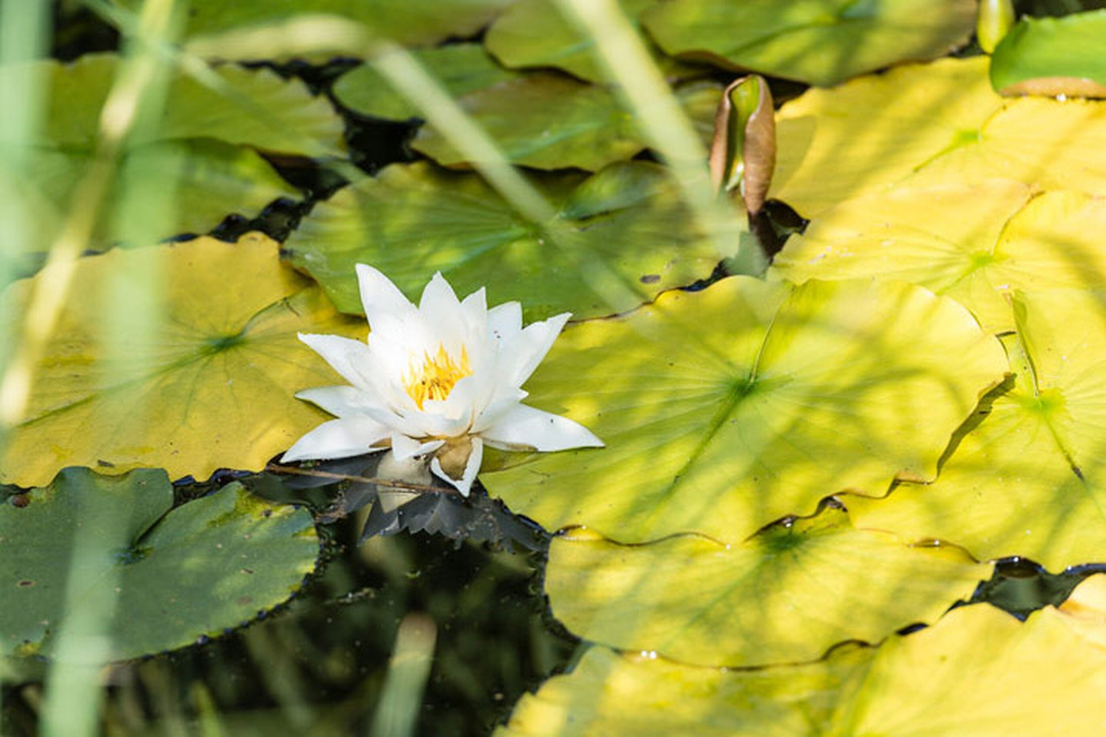Un nenúfar blanco con pétalos amarillos en el centro, en un estanque rodeado de hojas de nenúfar verdes.