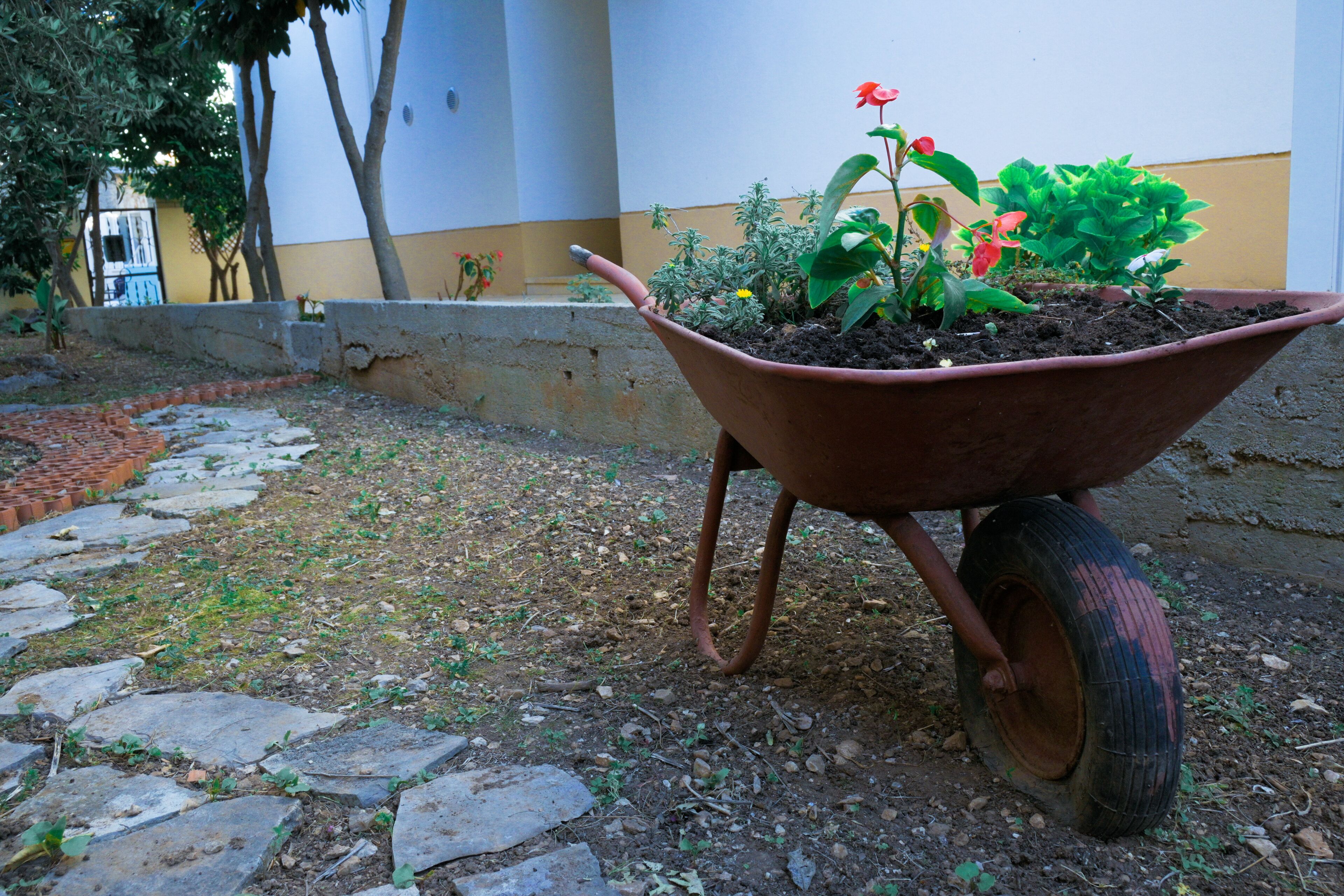 A wheelbarrow with a potted plant in front of a building with a yellow and white wall.