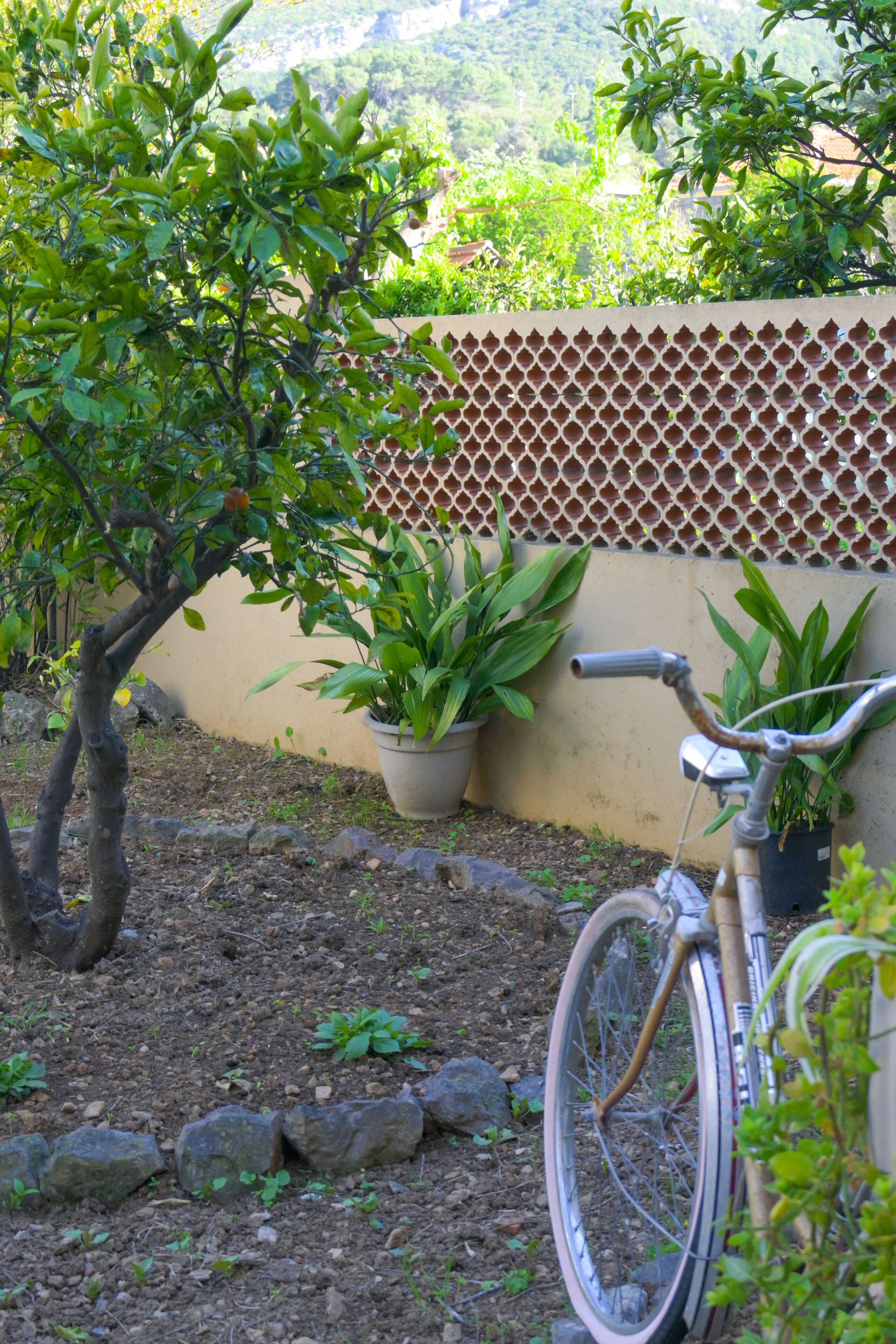 A bicycle parked next to a potted plant in a garden area with a lattice fence in the background.