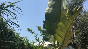 A table with a drink and a wicker chair in a garden setting. - Hôtel Avocado (Saint-Jeannet)