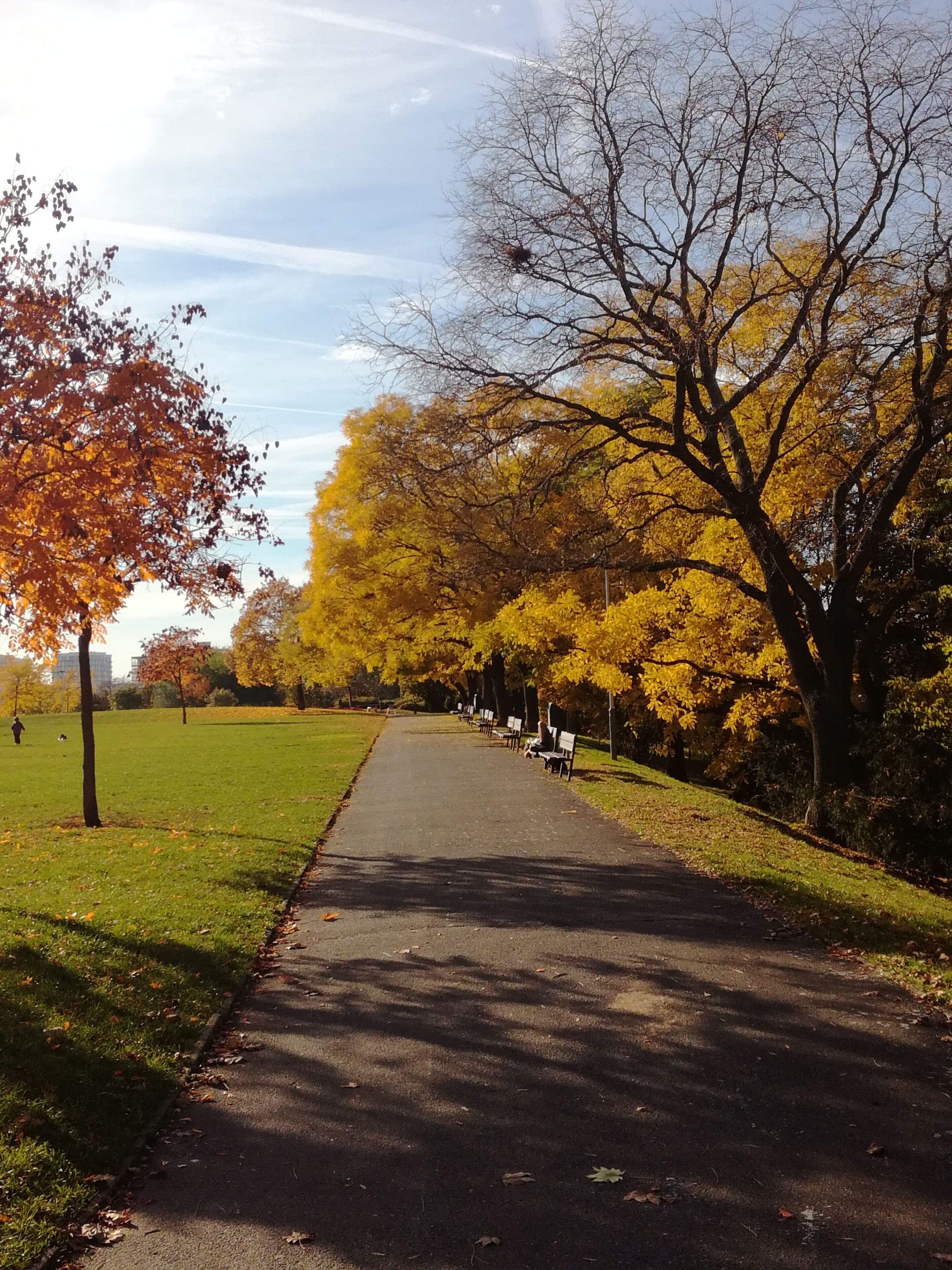 A park pathway with benches and trees.
