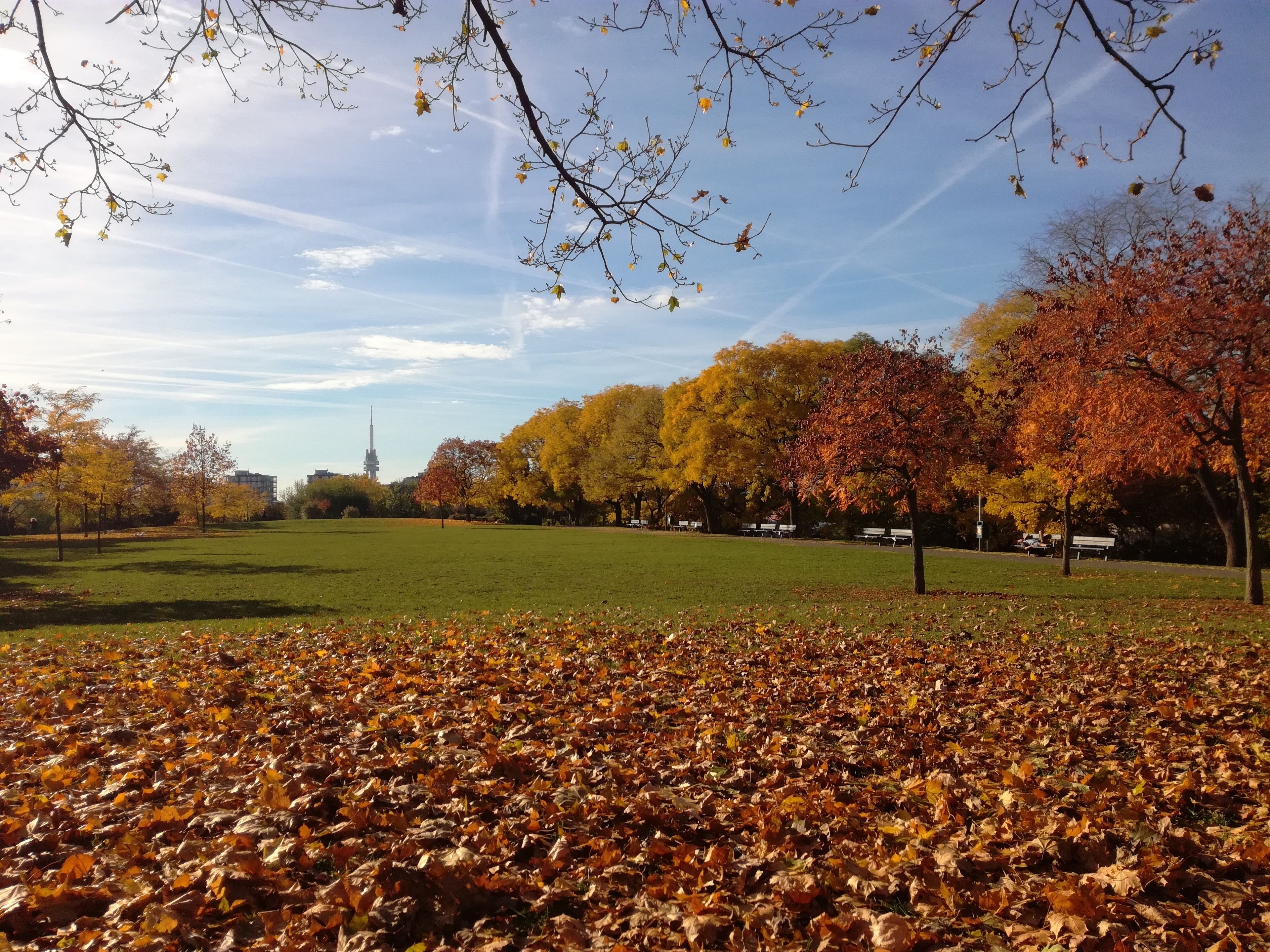 Un parc où les feuilles d’automne recouvrent le sol, des arbres aux feuilles jaunes et oranges, et une tour qui se dresse au loin.