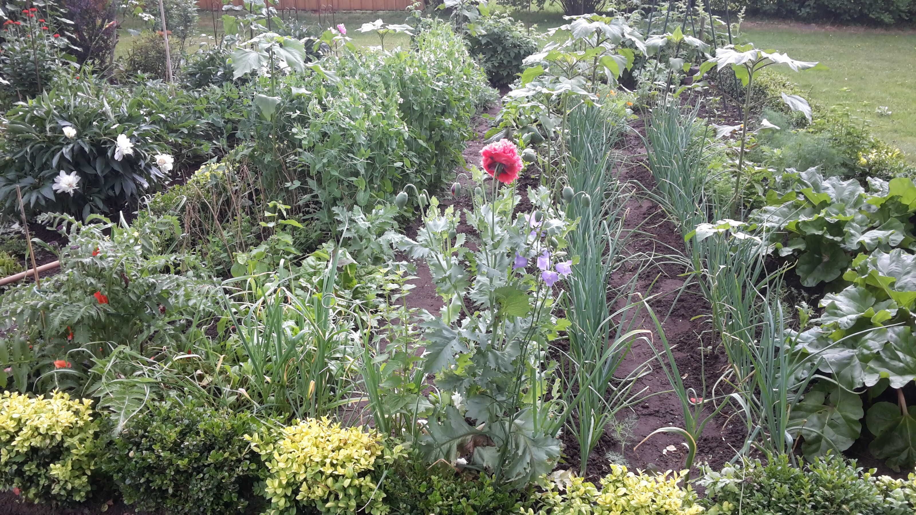 A garden with various plants and flowers, including a prominent red flower.