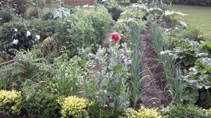 Ein Garten mit verschiedenen Pflanzen und Blumen, darunter eine markante rote Blüte.
