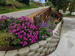 Stroll through a vibrant garden along the roadside, surrounded by a variety of colorful flowers and lush greenery.