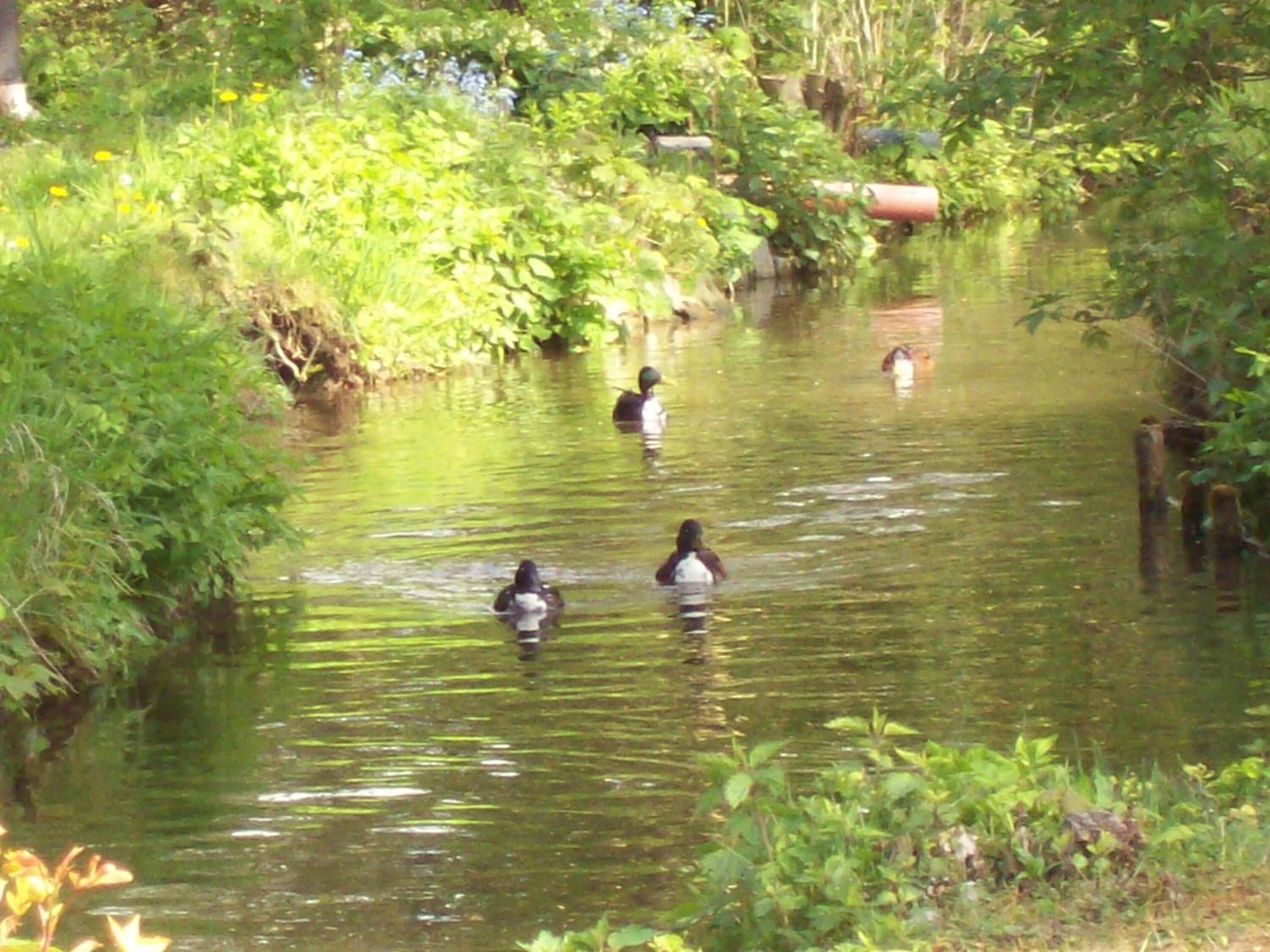 A river with ducks swimming, surrounded by greenery and plants.