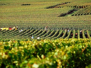 Miscellaneous - Ibis Budget Reims Thillois (Thillois)