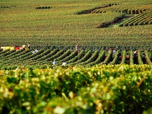 Miscellaneous - Ibis Budget Reims Thillois (Thillois)