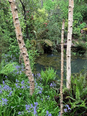 A serene forest scene with birch trees, a pond, and ferns. - Alpine Delux Cottage, 8 acres of magnificent garden on the Ovens River. (Harrietville)