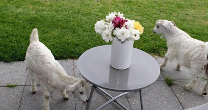 White Dog Lane Cottage Farm stay