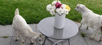 White Dog Lane Cottage Farm stay