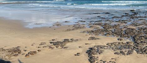 Surf Beach Walking Distance