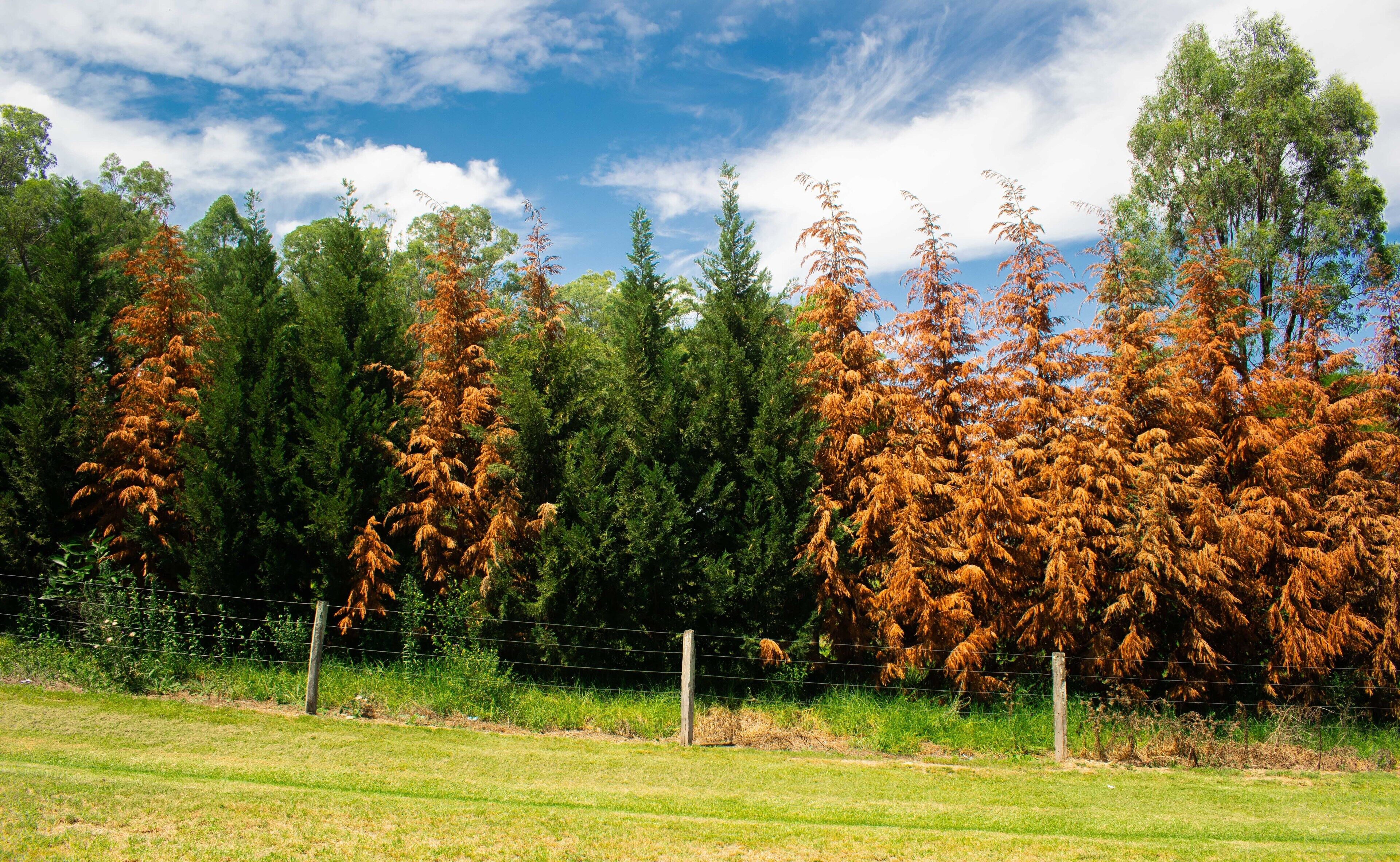 A rural landscape with a fence, trees, and a clear sky.