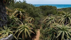 Un sentier en bois mène à une plage bordée d’une végétation luxuriante et offrant une vue sur l’océan.
