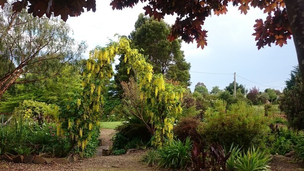 A garden with various plants and trees, including a prominent weeping willow with yellow flowers. - ALTONA GARDEN RETREAT (spreyton)