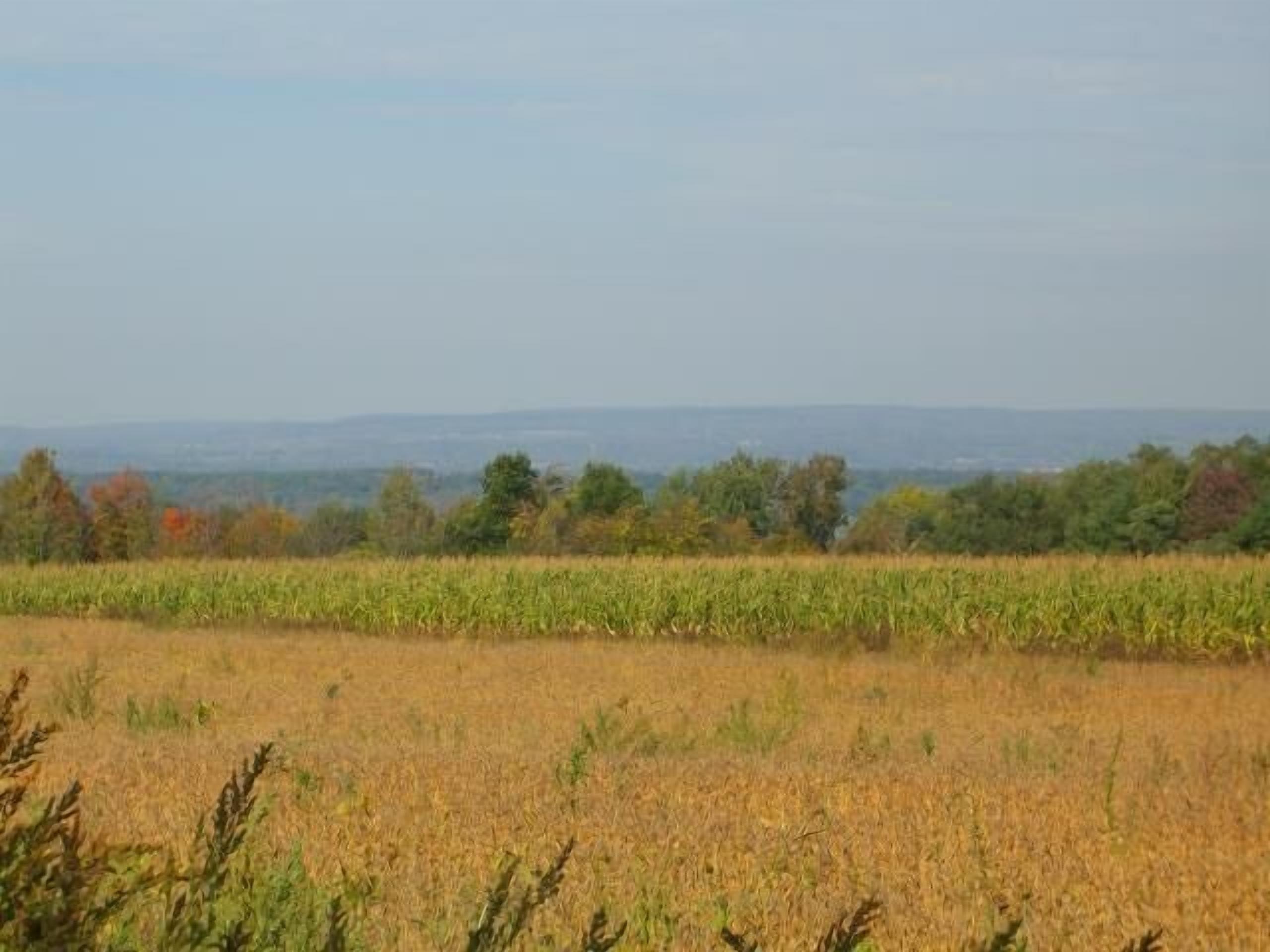 A field with crops and trees in the background.