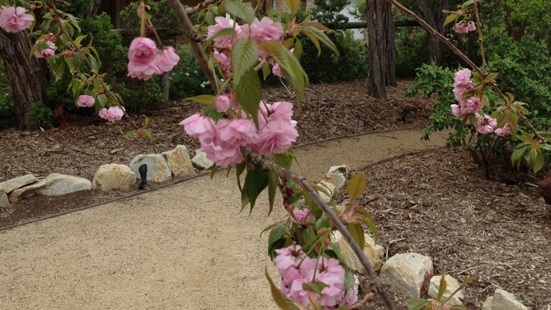 A garden pathway with pink flowers and rocks.