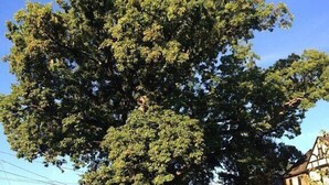 Ein großer Baum vor einem Haus, in dessen Nähe ein rotes Auto geparkt ist.