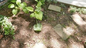 Una entrada con portón, un letrero, un camino de hormigón y un pequeño jardín con plantas.