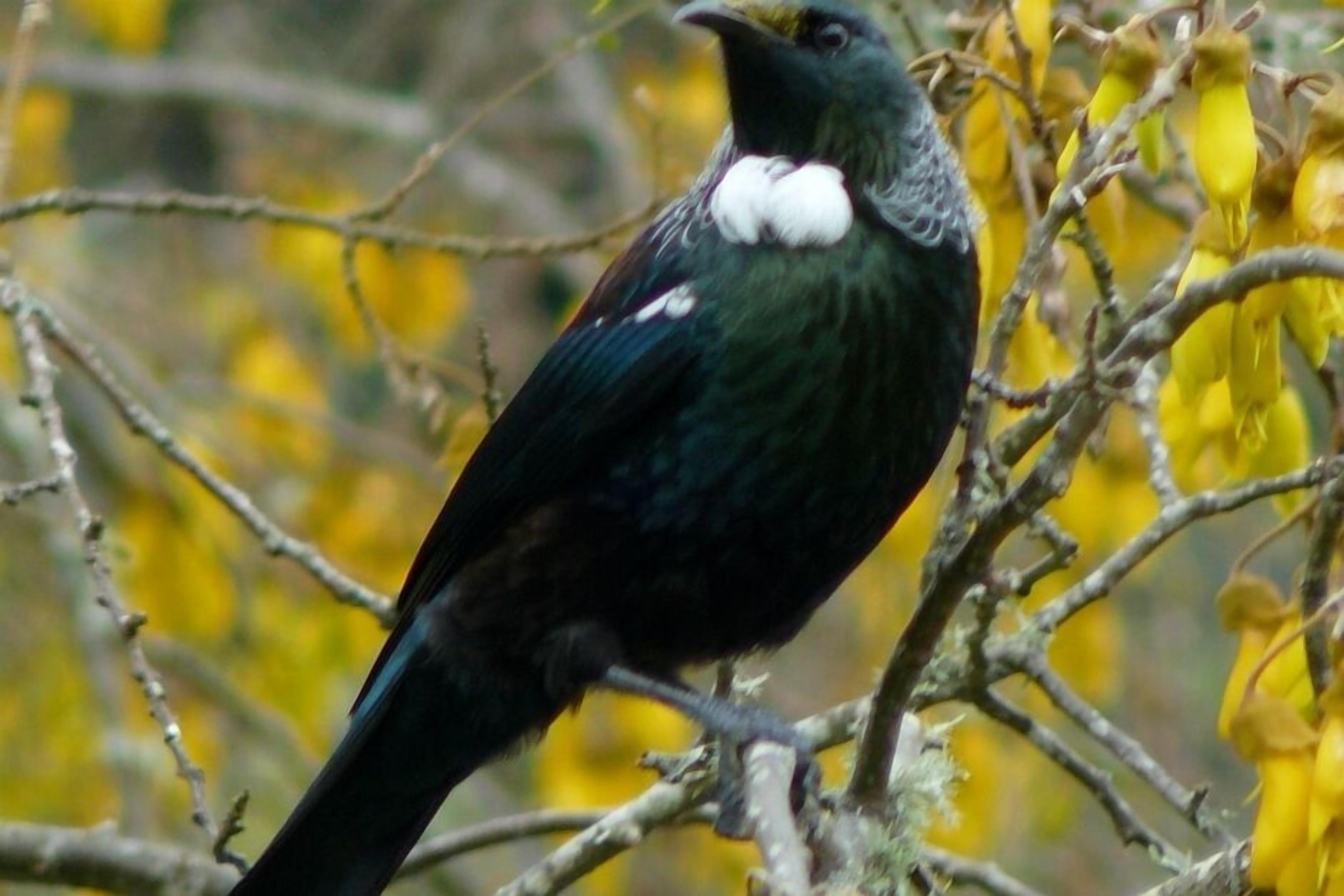 A bird perched on a branch.