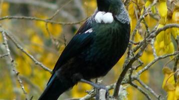 A bird perched on a branch.