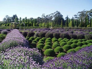 Property grounds - Lavandula cottage (Shepherds Flat)