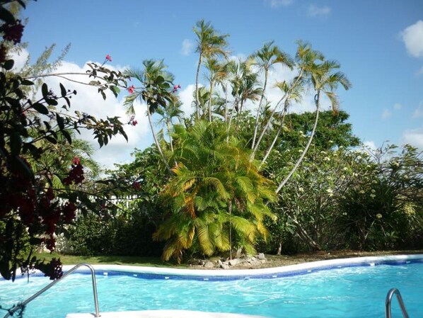 Una piscina rodeada de vegetación tropical y palmeras.