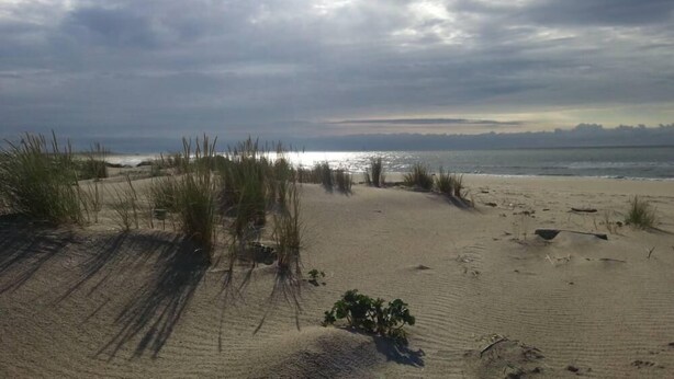 A beach with sand dunes and sparse vegetation.