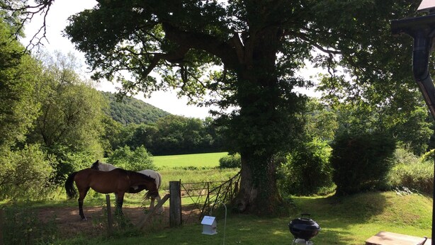 Een paard dat graast in de buurt van een boom, een barbecuegrill, en een houten tafel met stoelen op een terras.