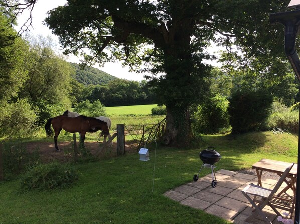 Property grounds - Fantastic situation on the edge of the Brechfa Forest. (Brechfa)