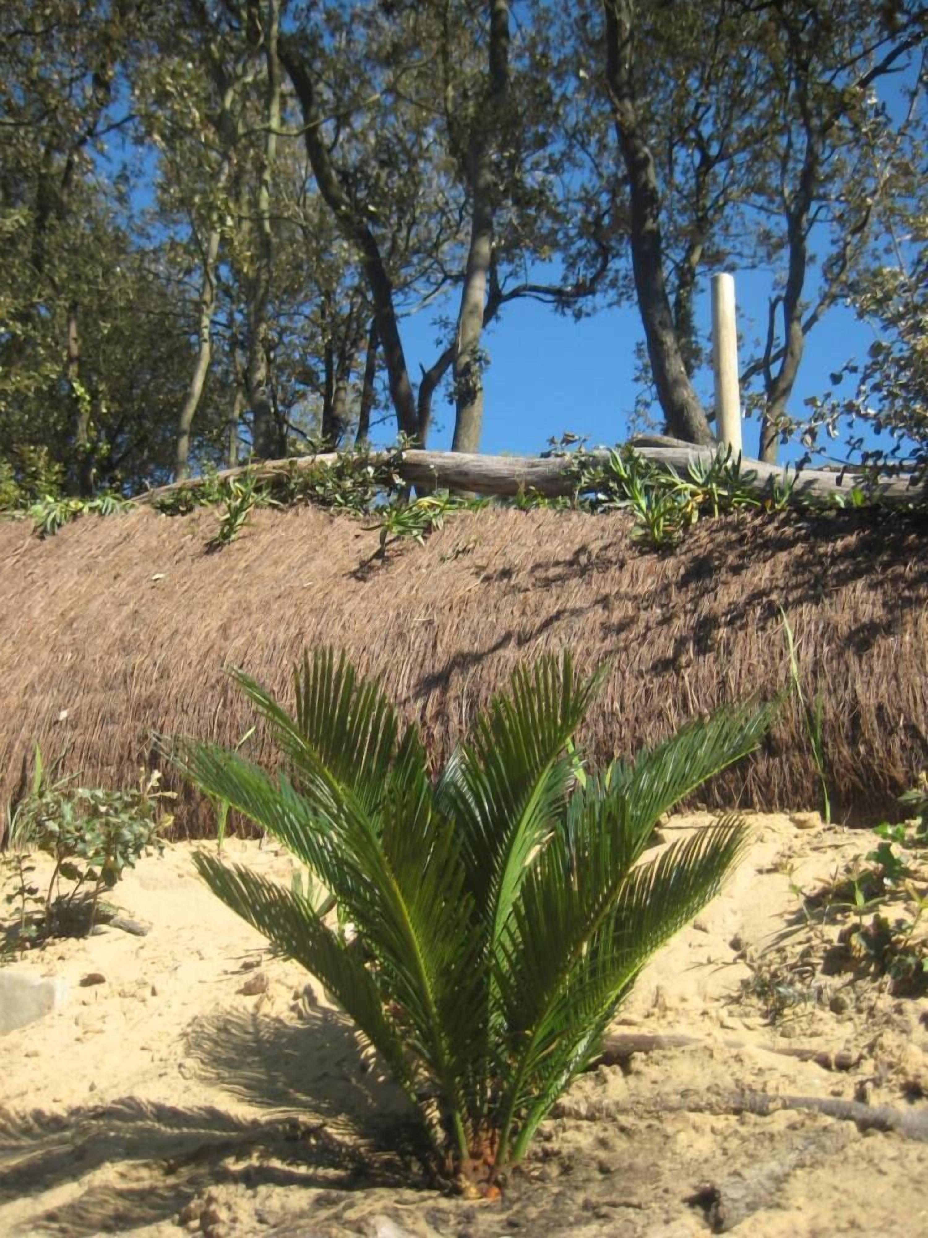 A sandy beach with a palm tree in the foreground and a thatched structure in the background.