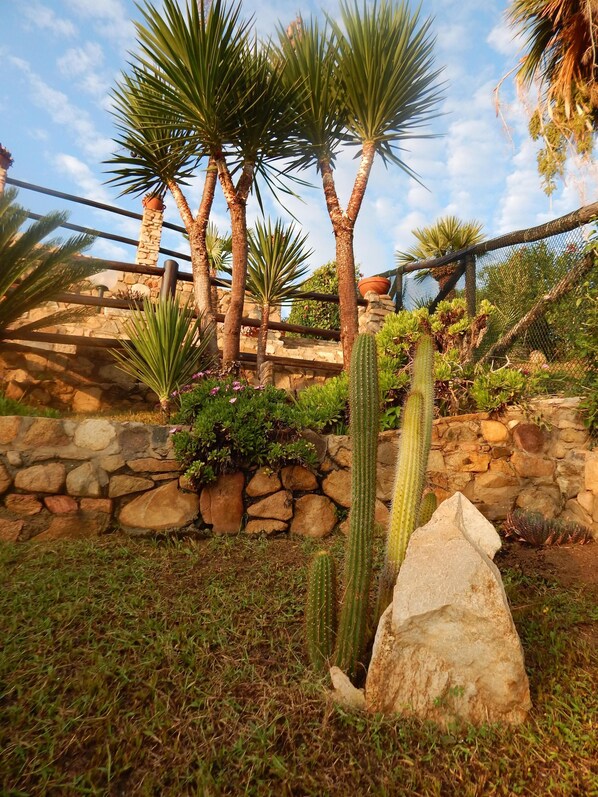 Un jardín con cactus, palmeras y un muro de piedra.