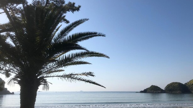 A beach with a palm tree and calm sea. - Guesthouse SORA - Hostel (Minamiizu)