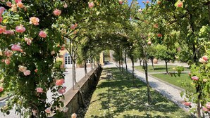 Ein Garten mit einem Pfad, der von Rosenbüschen und einer Steinmauer gesäumt ist.