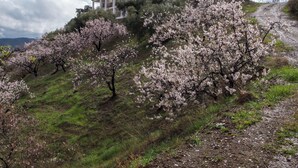 A building with multiple floors, surrounded by blooming trees on a hillside. - Piltraque - our holiday country villa to rent in the Spanish Coutryside (Riogordo)