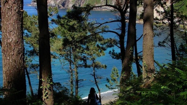 A person walking on a stone path surrounded by trees and ferns, leading to a beach with a view of the sea.