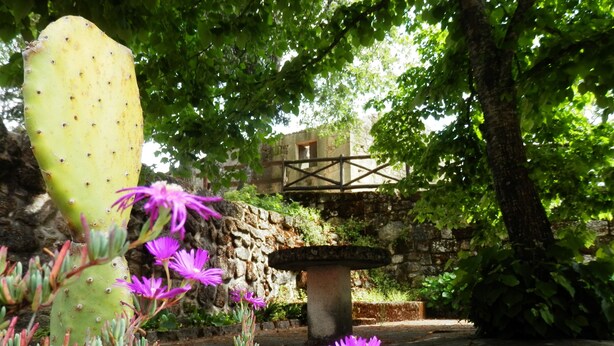 Un cactus, des fleurs violettes et un mur de pierre dans un jardin.