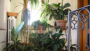 Variedad de plantas en macetas dispuestas en estantes y soportes, con un portón metálico al frente.