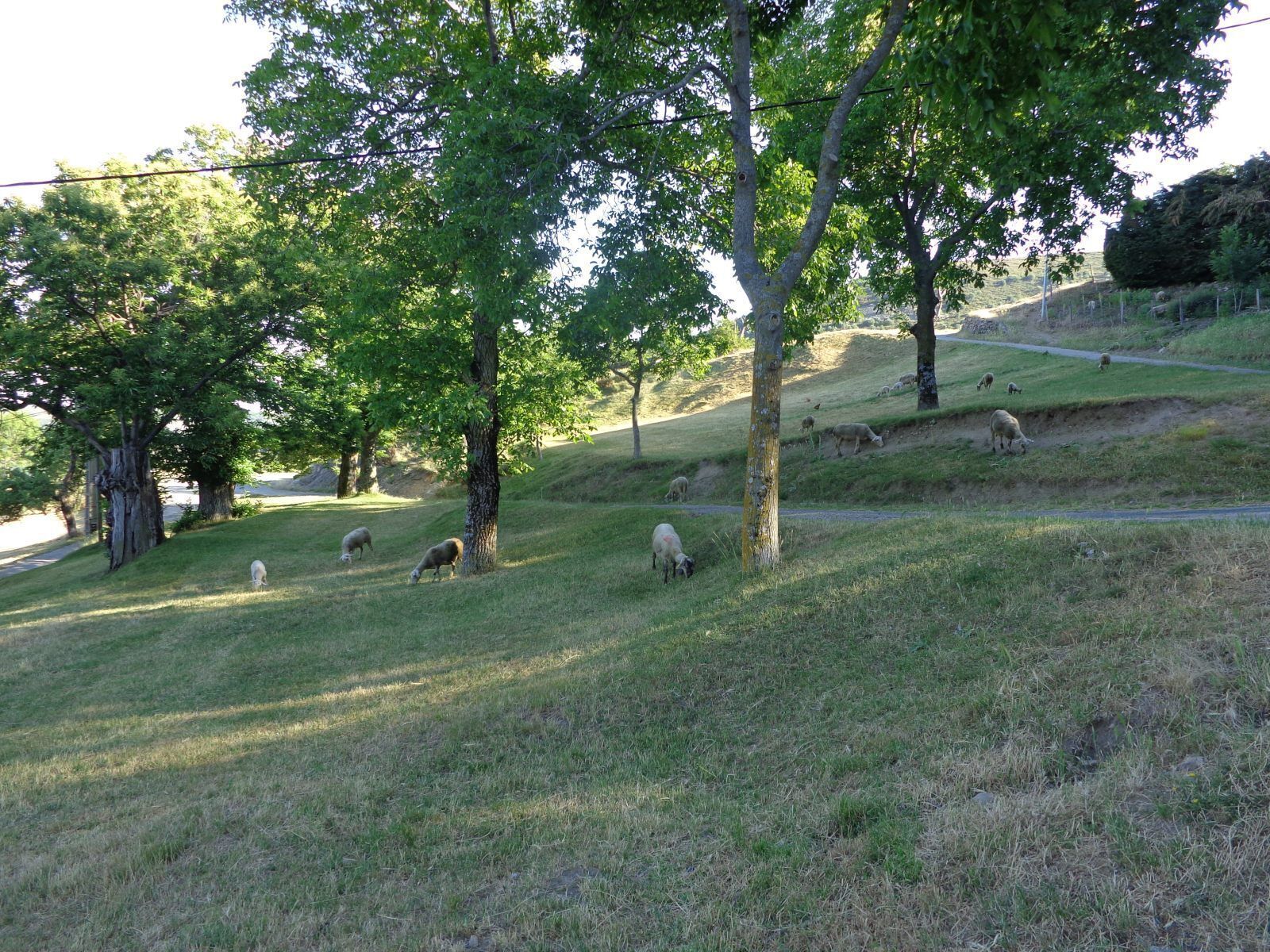 A grassy hillside with trees and a few sheep grazing.