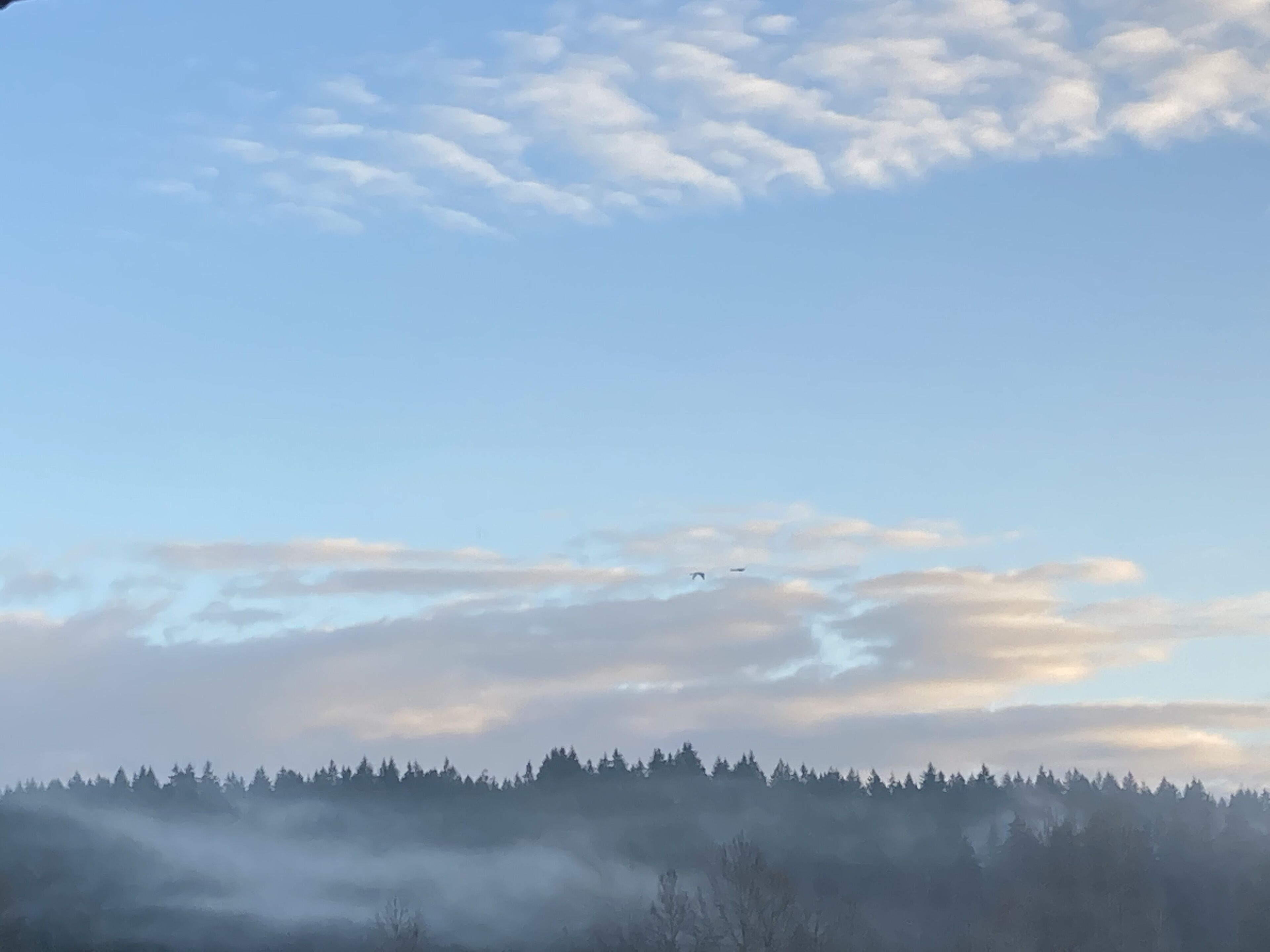 Un paysage boisé, avec un ciel dégagé et un avion qui vole au loin.