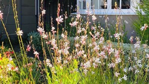 A white house with a bay window and a garden with various plants and flowers. - Luxurious self-catering cottage sleeping up to 4 adults (Cape Town)