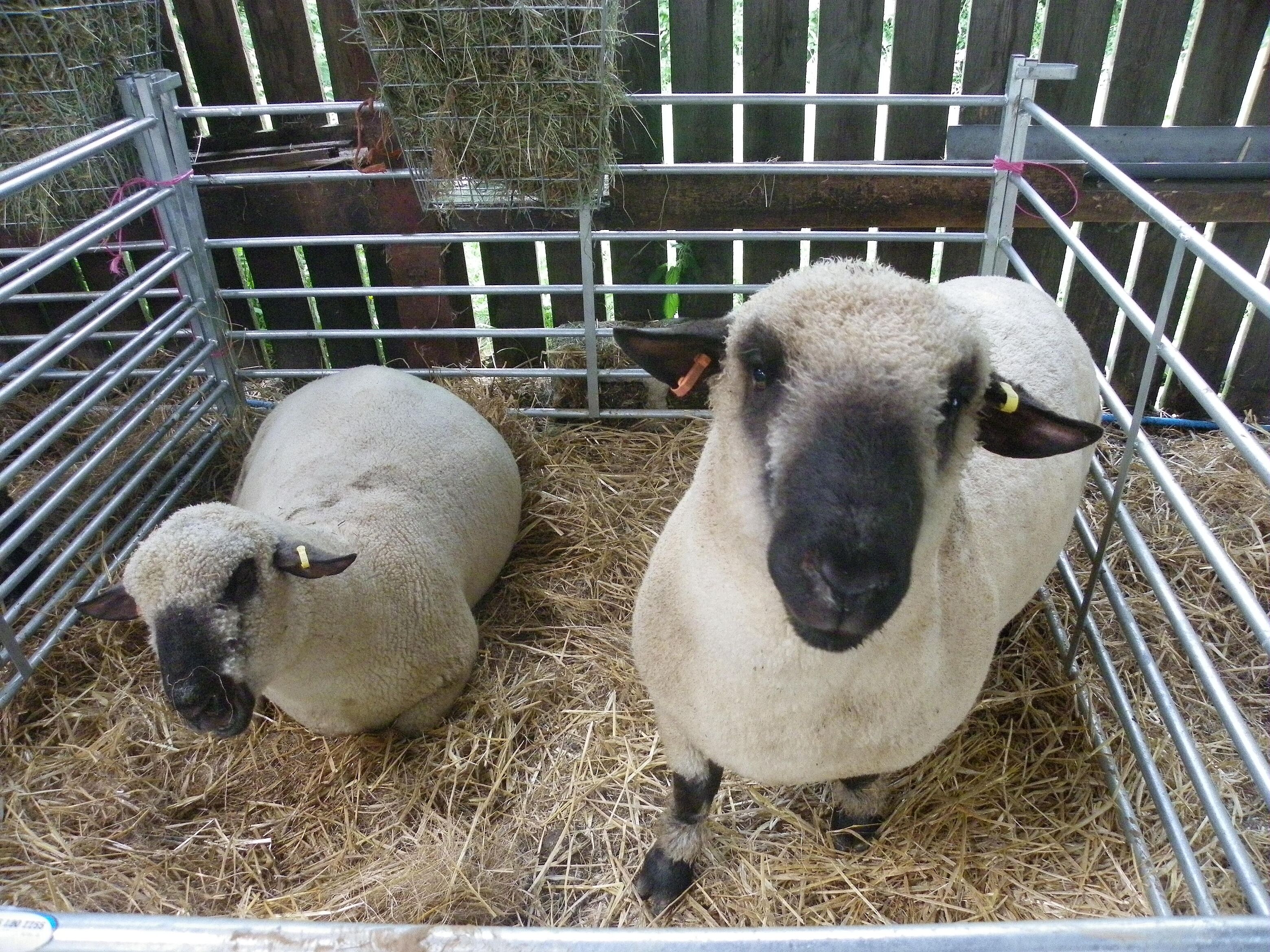 A metal pen with two sheep, one lying down and one standing, surrounded by hay.