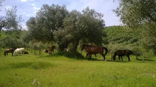 Property grounds - Chalet in a countryside (Enna)