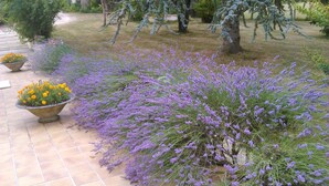 Ein Garten mit Lavendelpflanzen und einem Blumenbeet voller gelber Blüten.