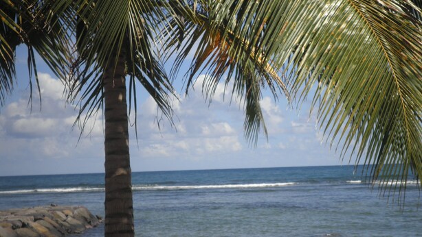 Una playa con una palmera y olas del océano.