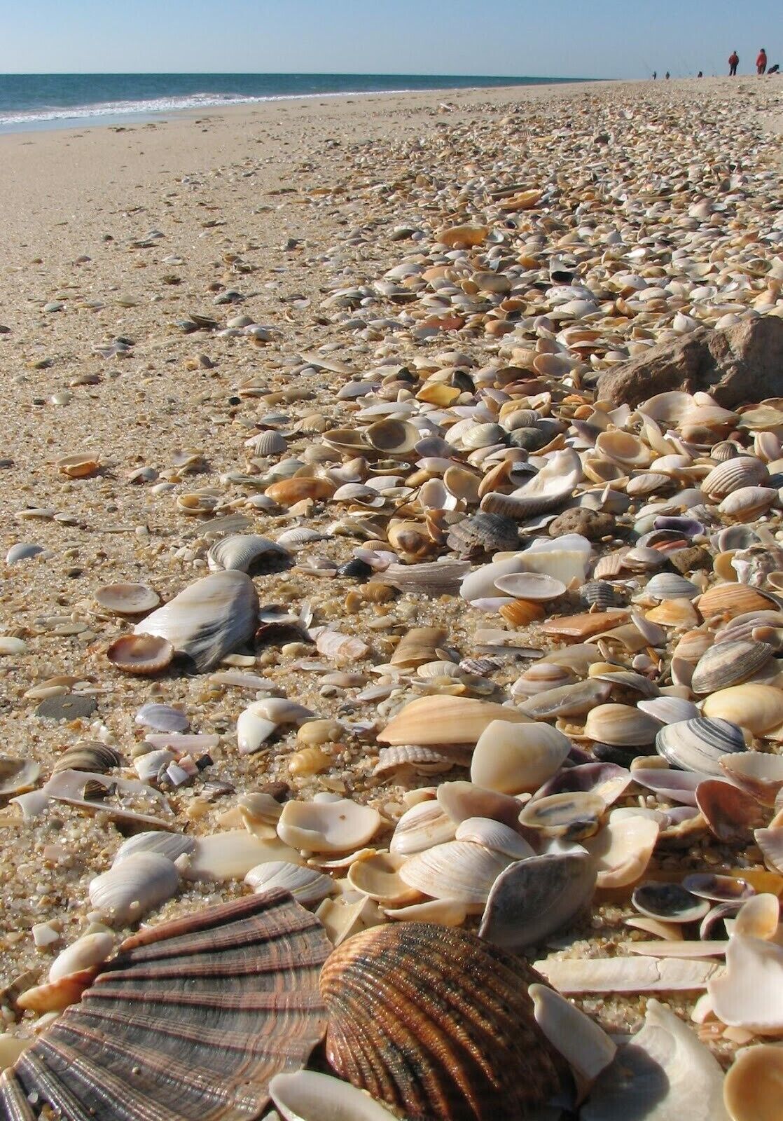 Een strand met talloze schelpen verspreid over het zand.